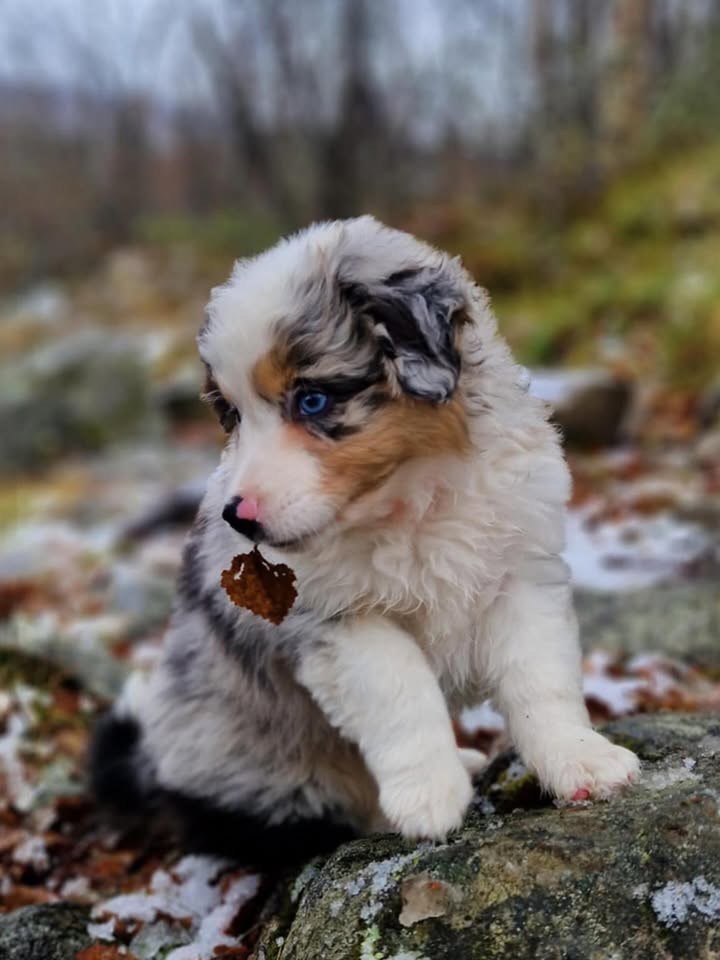 Jayden - Australian Shepherd Puppy